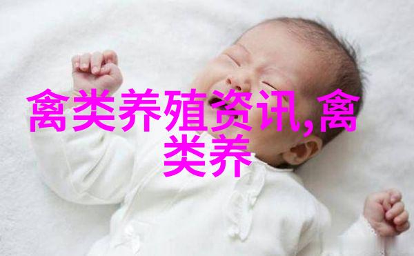 鸽子的营养价值